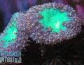 Aquarium Pineapple Coral, Blastomussa, purple Photo, care and description, characteristics and growing