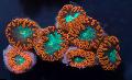 Aquarium Pineapple Coral, Blastomussa, brown Photo, care and description, characteristics and growing