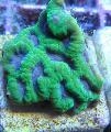Pineapple Coral (Moon Coral) care and characteristics