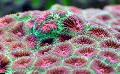 Aquarium Pineapple Coral (Moon Coral), Favites, motley Photo, care and description, characteristics and growing