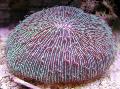 Aquarium Plate Coral (Mushroom Coral), Fungia, purple Photo, care and description, characteristics and growing