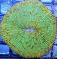 Aquarium Plate Coral (Mushroom Coral), Fungia, green Photo, care and description, characteristics and growing