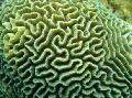 Aquarium Platygyra Coral, green Photo, care and description, characteristics and growing