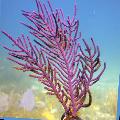 Purple Brush Gorgonian  sea fans Photo, characteristics and care