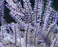 Akvárium Purple Bič Gorgonian morské fanúšikovia, Pseudopterogorgia, nachový fotografie, starostlivosť a popis, vlastnosti a pestovanie