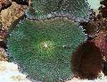 Akvaryum Rhodactis mantar, yeşil fotoğraf, bakım ve tanım, özellikleri ve büyüyen