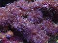 水族馆 Ricordea蘑菇, Ricordea yuma, 紫 照, 关怀 和 描述, 特点 和 成长