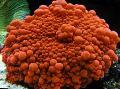 Aquarium Ricordea Mushroom, Ricordea yuma, red Photo, care and description, characteristics and growing