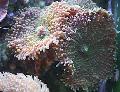 Akvaarium Ricordea Seene, Ricordea yuma, pruun Foto, hoolitsemine ja kirjeldus, omadused ja kasvav