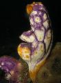 Sea Squirts, Tunicates  hydroid Photo, characteristics and care