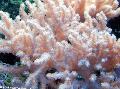 Akvarium Sinularia Finger Læder Koral, pink Foto, pleje og beskrivelse, egenskaber og voksende