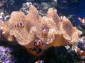 Aquarium Soft Mushroom, Sarcophyton, brown Photo, care and description, characteristics and growing