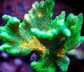 Aquarium Spiny Cup, Pectinia, green Photo, care and description, characteristics and growing