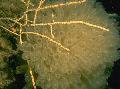 Akvárium Swiftia (Severní Moře Ventilátor) mořské fanoušci, žlutý fotografie, péče a popis, charakteristiky a pěstování