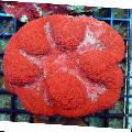 Symphyllia Coral care and characteristics