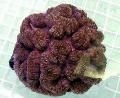 Acuario Symphyllia Coral, marrón Foto, cuidado y descripción, características y cultivación