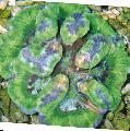 Fiskabúr Symphyllia Coral, grænt mynd, umönnun og lýsing, einkenni og vaxandi
