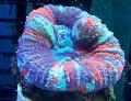 Akvarium Tann Koraller, Knapp Korall, Scolymia, motley Bilde, omsorg og beskrivelse, kjennetegn og voksende