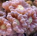 Aquarium Torch Coral (Candycane Coral, Trumpet Coral), Caulastrea, pink Photo, care and description, characteristics and growing