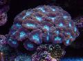 Aquarium Torch Coral (Candycane Coral, Trumpet Coral), Caulastrea, purple Photo, care and description, characteristics and growing