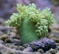 Akwarium Drzewa Miękkich Koralowców (Kenia Drzewa Koralowców), Capnella, zielony zdjęcie, odejście i opis, charakterystyka i hodowla