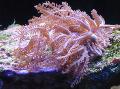 Waving-Hand Coral  clavularia Photo, characteristics and care