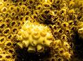 Akvaario Valkoinen Koristeelliset Zoanthid (Karibianmerellä Mat) polyyppi, Palythoa caribaeorum, keltainen kuva, hoito ja tuntomerkit, ominaisuudet ja viljely