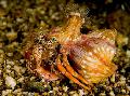 Aquarium Sea Invertebrates Anemone Hermit Crab lobsters, Dardanus pedunculatus, red Photo, care and description, characteristics and growing