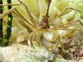  Arrow Crab, Caribean Spider Crab, Caribean Ghost Crab  Photo, characteristics and care