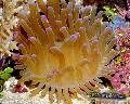 Aquarium Sea Invertebrates Atlantic Anemone, Condylactis gigantea, yellow Photo, care and description, characteristics and growing