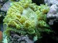 Beaded Sea (Aurora) Anemone