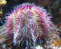  Bicoloured Sea Urchin (Red Sea Urchin)  Photo, characteristics and care