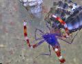  Boxer Shrimp Blue  Photo, characteristics and care