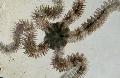 Akvárium Morských Bezstavovcov Krehký Sea Star hviezdy mora, Ophiocoma, svetlomodrá fotografie, starostlivosť a popis, vlastnosti a pestovanie
