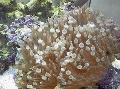 Aquarium Sea Invertebrates Bubble Tip Anemone (Corn Anemone), Entacmaea quadricolor, light blue Photo, care and description, characteristics and growing