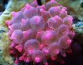 Aquarium Sea Invertebrates Bubble Tip Anemone (Corn Anemone), Entacmaea quadricolor, spotted Photo, care and description, characteristics and growing