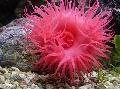 Aquarium Sea Invertebrates Bulb Anemone, Actinia equina, spotted Photo, care and description, characteristics and growing