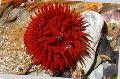 Aquarium Sea Invertebrates Bulb Anemone, Actinia equina, red Photo, care and description, characteristics and growing