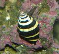 clams Bumblebee Snail  Photo, characteristics and care
