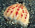 Aquarium Sea Invertebrates Calappa crabs, brown Photo, care and description, characteristics and growing