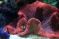 Aquarium Sea Invertebrates Carpet Anemone, Stichodactyla haddoni, red Photo, care and description, characteristics and growing