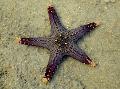  Choc Chip (Knob) Sea Star  Photo, characteristics and care
