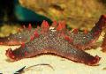 水族館 海の無脊椎動物 チョコチップ（ノブ）海の星, Pentaceraster sp., 赤 フォト, ケア と 説明, 特性 と 成長