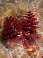 Akvárium Tengeri Gerinctelenek Karácsonyfa Féreg fan férgek, Spirobranchus sp., piros fénykép, gondoskodás és leírás, jellemzők és növekvő