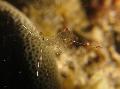  Cleaning Rock Pool Shrimp  Photo, characteristics and care