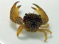 Aquarium Sea Invertebrates Coral Crab, Trapezia sp., brown Photo, care and description, characteristics and growing