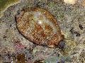 Akvarium Havsdjur Cowrie musslor, Cypraea sp., ljusblå Fil, vård och beskrivning, egenskaper och odling