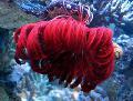 Crinoid, Feather Star care and characteristics
