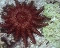 Akvaarium Mere Selgrootud Kibuvitsapärga meritäht, Acanthaster planci, punane Foto, hoolitsemine ja kirjeldus, omadused ja kasvav