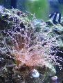 Aquarium Sea Invertebrates Curly-Cue Anemone, Bartholomea annulata, spotted Photo, care and description, characteristics and growing